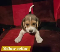 Yellow collar , a female Beagle for sale in Mustang, OK – Photo 4 of 10