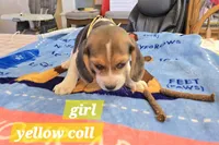 Yellow collar , a female Beagle for sale in Mustang, OK – Photo 8 of 10
