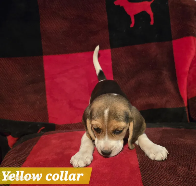 Yellow collar  – Beagle puppy for sale in Mustang, OK