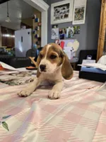 Grey collar , a male Beagle for sale in Mustang, OK – Photo 10 of 10