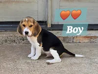 Orange collar , a male Beagle for sale in Mustang, OK – Photo 5 of 10