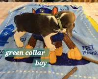 Green collar , a male Beagle for sale in Mustang, OK – Photo 6 of 7
