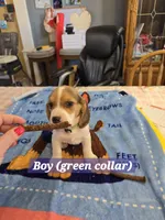 Green collar , a male Beagle for sale in Mustang, OK – Photo 3 of 7