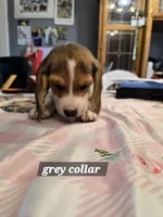 Grey collar , a male Beagle for sale in Mustang, OK – Photo 7 of 10