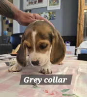 Grey collar , a male Beagle for sale in Mustang, OK – Photo 3 of 10