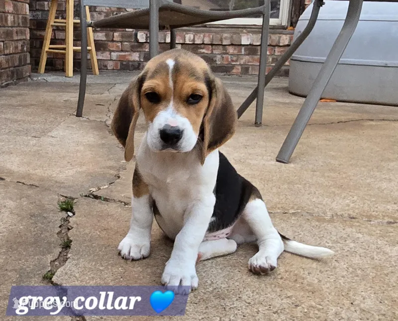 Grey collar  – Beagle puppy for sale in Mustang, OK