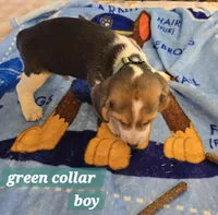 Green collar , a male Beagle for sale in Mustang, OK – Photo 7 of 7