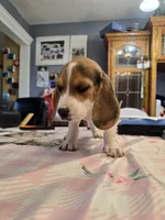 Grey collar , a male Beagle for sale in Mustang, OK – Photo 2 of 10