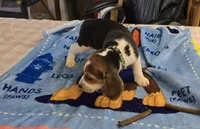 Green collar , a male Beagle for sale in Mustang, OK – Photo 4 of 7