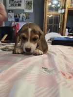 Grey collar , a male Beagle for sale in Mustang, OK – Photo 6 of 10