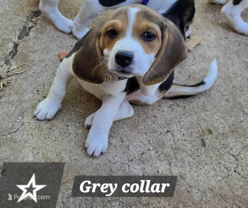Grey collar  – Beagle puppy for sale in Mustang, OK