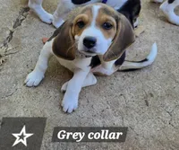 Grey collar , a male Beagle for sale in Mustang, OK – Photo 1 of 10
