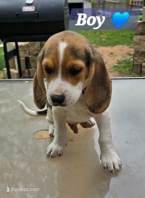 Grey collar  – Beagle puppy for sale in Mustang, OK