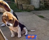 Orange collar , a male Beagle for sale in Mustang, OK – Photo 10 of 10