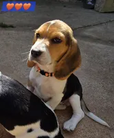 Orange collar , a male Beagle for sale in Mustang, OK – Photo 1 of 10
