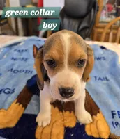 Green collar , a male Beagle for sale in Mustang, OK – Photo 2 of 7