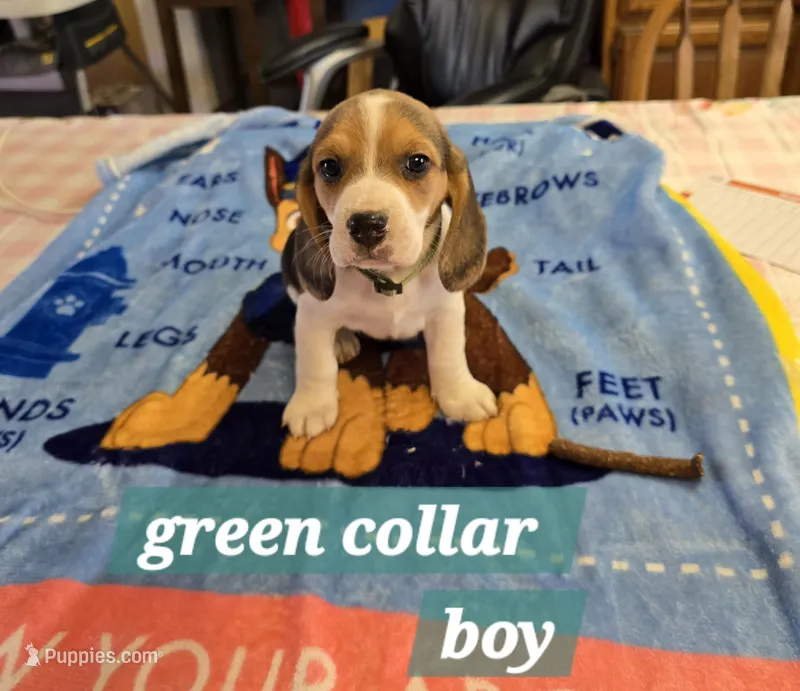 Green collar  – Beagle puppy for sale in Mustang, OK