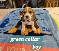 Green collar , a male Beagle for sale in Mustang, OK – Photo 1 of 7