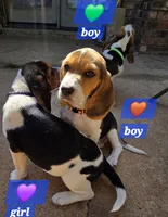 Orange collar , a male Beagle for sale in Mustang, OK – Photo 3 of 10