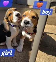 Orange collar , a male Beagle for sale in Mustang, OK – Photo 2 of 10