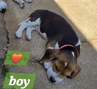 Orange collar , a male Beagle for sale in Mustang, OK – Photo 7 of 10