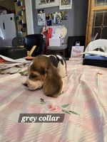 Grey collar , a male Beagle for sale in Mustang, OK – Photo 5 of 10