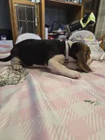 Grey collar , a male Beagle for sale in Mustang, OK – Photo 8 of 10