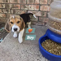 Orange collar , a male Beagle for sale in Mustang, OK – Photo 9 of 10