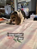 Grey collar , a male Beagle for sale in Mustang, OK – Photo 4 of 10