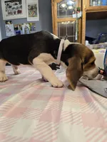 Grey collar , a male Beagle for sale in Mustang, OK – Photo 9 of 10