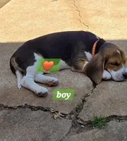 Orange collar , a male Beagle for sale in Mustang, OK – Photo 4 of 10