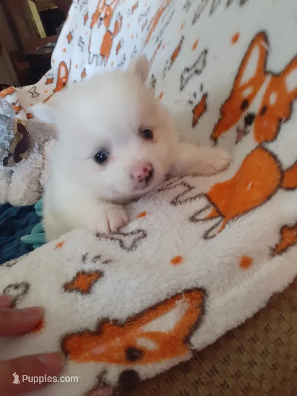 Beignet – Pomeranian puppy for sale in Westwego, LA