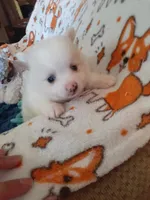 Beignet, a male Pomeranian for sale in Westwego, LA – 1 of 7