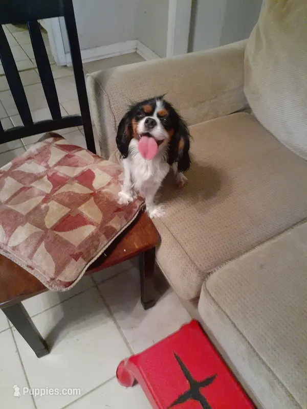 Lexi – Cavalier King Charles Spaniel puppy for sale in Westwego, LA