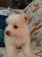 Lilly, a female Pomeranian for sale in Westwego, LA – 2 of 9