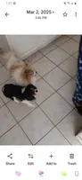 Lexi, a female Cavalier King Charles Spaniel for sale in Westwego, LA – 2 of 2