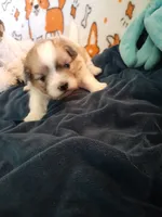 Brownie, a female Pomeranian and Shih Tzu for sale in Westwego, LA – 3 of 10
