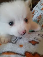 Beignet, a male Pomeranian for sale in Westwego, LA – 3 of 7