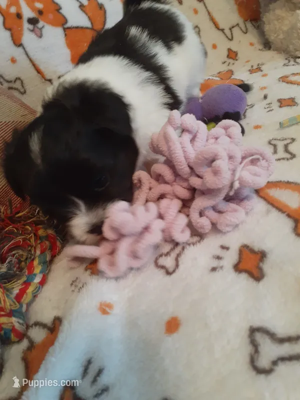 Oreo – Pomeranian, Shih Tzu puppy for sale in Westwego, LA
