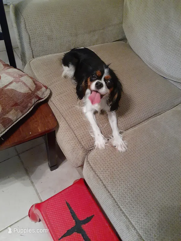 Lexi – Cavalier King Charles Spaniel puppy for sale in Westwego, LA