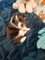 Fudge, a male Pomeranian and Shih Tzu for sale in Westwego, LA – 2 of 10