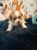 Brownie, a female Pomeranian and Shih Tzu for sale in Westwego, LA – 8 of 10
