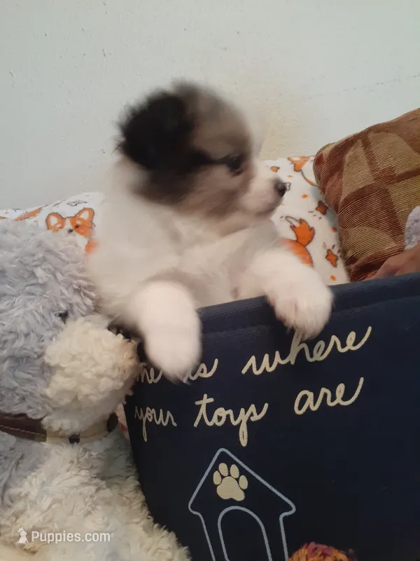 Rainbow – Pomeranian puppy for sale in Westwego, LA