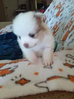 Pudding, a female Pomeranian for sale in Westwego, LA – 7 of 9