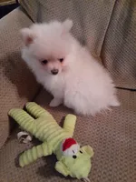 Po, a male Pomeranian for sale in Westwego, LA – 2 of 4