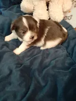 Fudge, a male Pomeranian and Shih Tzu for sale in Westwego, LA – 10 of 10