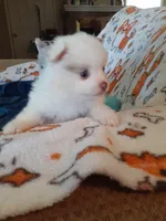 Pudding, a female Pomeranian for sale in Westwego, LA – 5 of 9