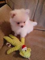 Po, a male Pomeranian for sale in Westwego, LA – 5 of 7