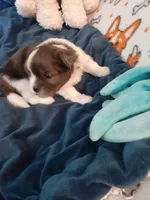 Fudge, a male Pomeranian and Shih Tzu for sale in Westwego, LA – 6 of 10