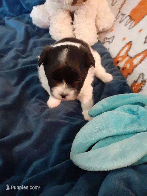 Oreo – Pomeranian, Shih Tzu puppy for sale in Westwego, LA